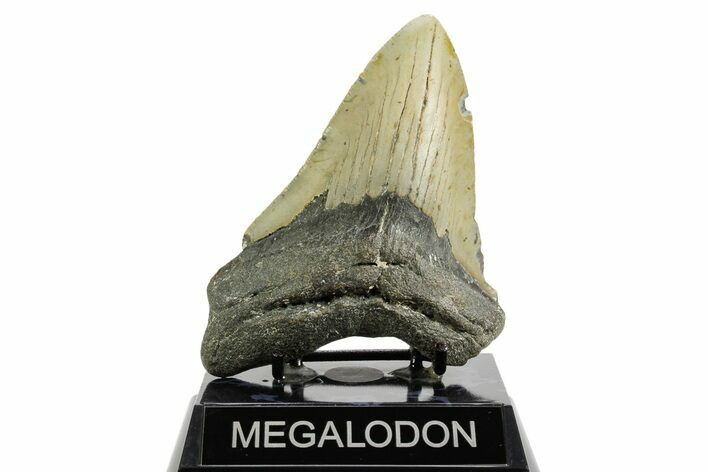 Fossil Megalodon Tooth - North Carolina #361720